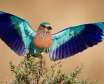 پرنده سبز قبای هندی