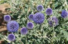 با خواص و مضرات گیاه شکر تیغال آشنا شویم