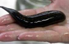 با فواید روغن زالو اشنا شویم