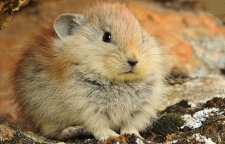 معرفی پایکا