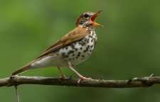 چرا پرندگان آواز می خوانند