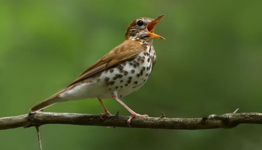 چرا پرندگان آواز می خوانند