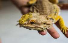 نوعی از مارمولک خانگی با چهره زیبا و نگهداری آسان