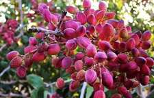 سوغات استان سمنان