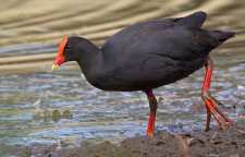 معرفی چارخو