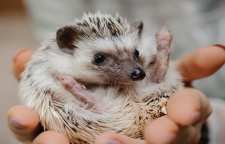 نوعی دیگر از حیوانات خانگی به نام خارپشت