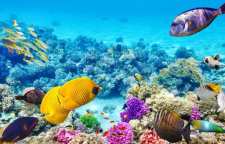 صخره های مرجانی چگونه به وجود می آیند