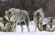 حقایق جالب درباره گرگ ها