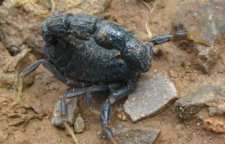 عقرب زاگرسی عقرب بومی ایران