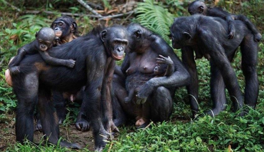واکنش شامپانزه ها در هنگام مرگ عزیزان
