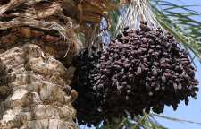 داستان بنده خدا و چوب خدا از سری داستان های مثنوی معنوی مولانا