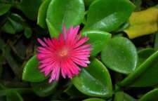 معرفی گل یخ در بهشت معروف به گل یخ