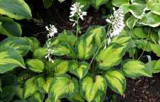 معرفی گل زیبای هوستا