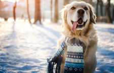 مراقبت از حیوانات خانگی در زمستان