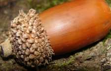 شناخت فواید بلوط