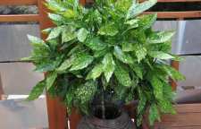 معرفی درختچه زیبای آکوبا