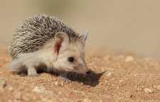 خارپشت ها زمستان ها کجا می روند