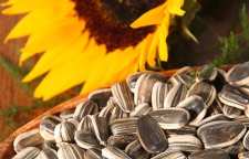 چرا باید تخمه آفتابگردان را در زمستان بخوریم