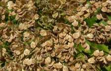 با خواص و عوارض گلپر آشنا شویم