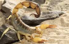 عقرب زرد بیابانی خاورمیانه سومین عقرب خطرناک جهان