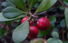 با گیاه ناشناخته دارویی انگور خرس و خواص آن آشنا شویم