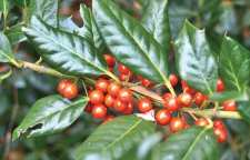 معرفی درختچه همیشه سبز آیلکس