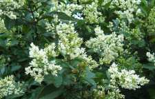 معرفی درختچه برگ نو