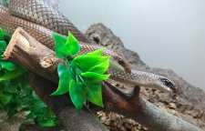 چرا برخی جانوران خونسرد و برخی خونگرم هستند