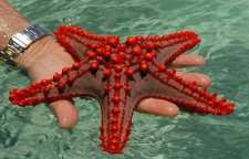 نوعی از حیوانات خانگی به نام ستاره دریایی