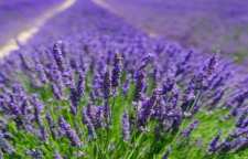 نحوه تهیه دمنوش اسطو خودوس و نعناع