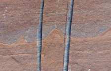 کشف قدیمی ترین فسیل جهان