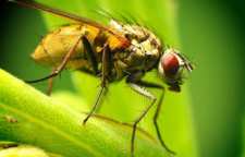 حشرات چطور مسیر خود را پیدا می کنند