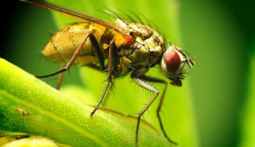 حشرات چطور مسیر خود را پیدا می کنند