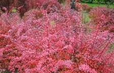 معرفی درختچه زرشک زینتی