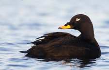 معرفی اردک سیاه مخملی