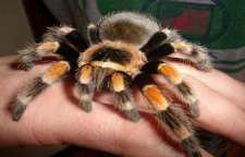 خصوصیات رتیل زانو قرمز مکزیکی