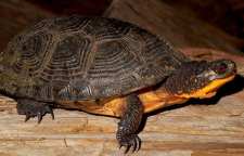 معرفی لاک پشت برکه ای اروپایی