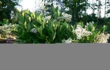 آشنایی با درختچه یاس هلندی