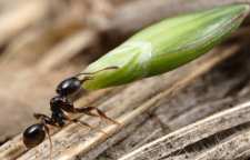 داستان زیبایی از حضرت سلیمان و مورچه