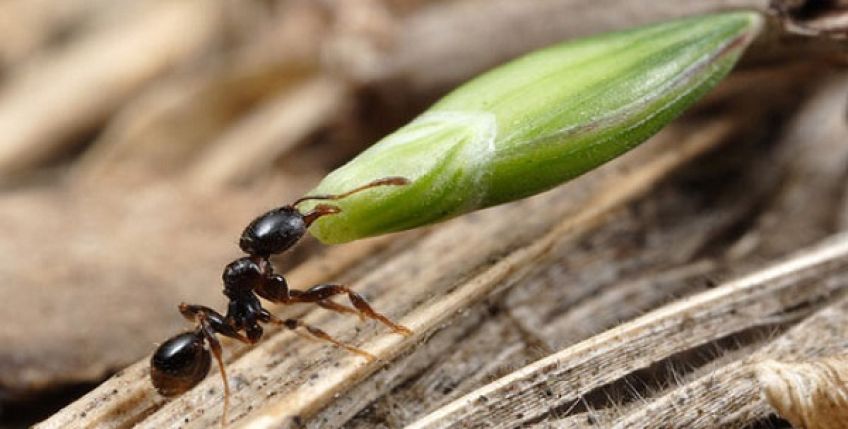 داستان زیبایی از حضرت سلیمان و مورچه