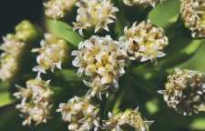 با خواص گیاه دارویی سایبان آشنا شویم