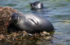فک خزری تنها پستاندار دریای خزر