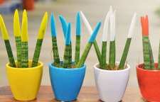 معرفی گیاه سانسوریا رنگی یا مخملی