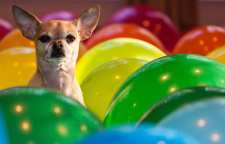 تشخیص رنگ ها از دید حیوانات