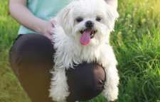 بیماری هایی که در ارتباط با حیوانات خانگی به ما منتقل می شود