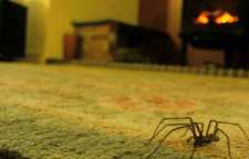 عنکبوت و مزیت های وجود این حیوان خانگی در منزل