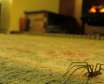 عنکبوت و مزیت های وجود این حیوان خانگی در منزل