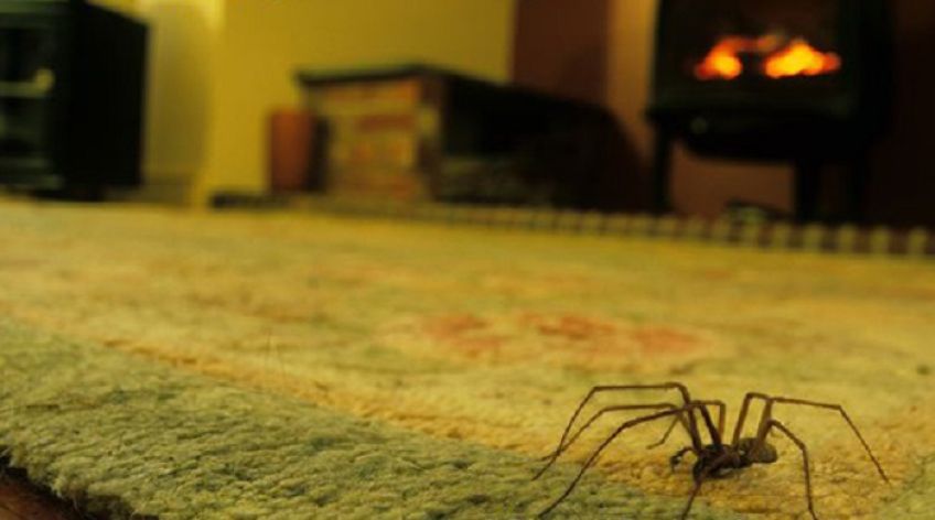 عنکبوت و مزیت های وجود این حیوان خانگی در منزل