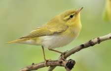 پرنده زیبای سسک جنگلی