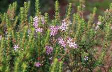 با خواص گیاه آگتوسما آشنا شویم